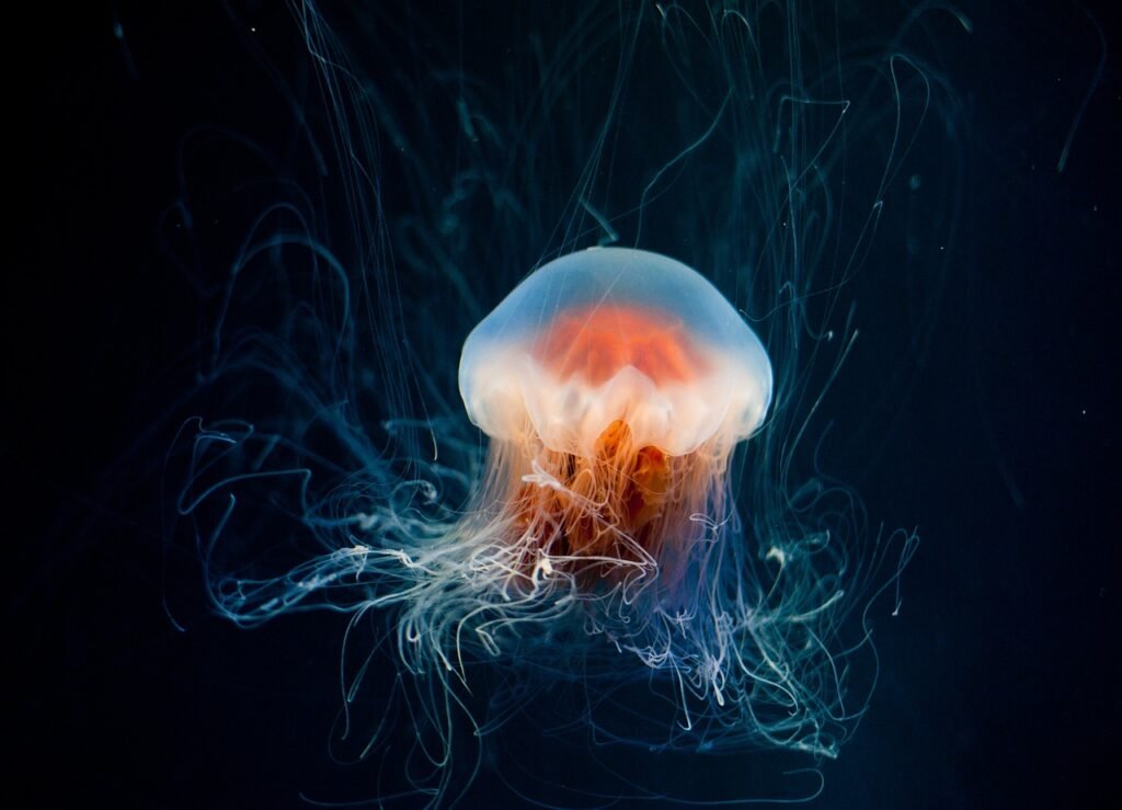 jellyfish, nature, underwater-6653502.jpg